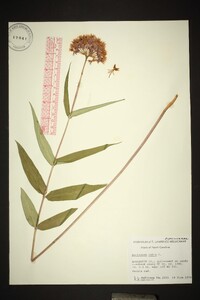 Asclepias rubra image