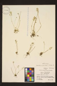 Teesdalia nudicaulis image