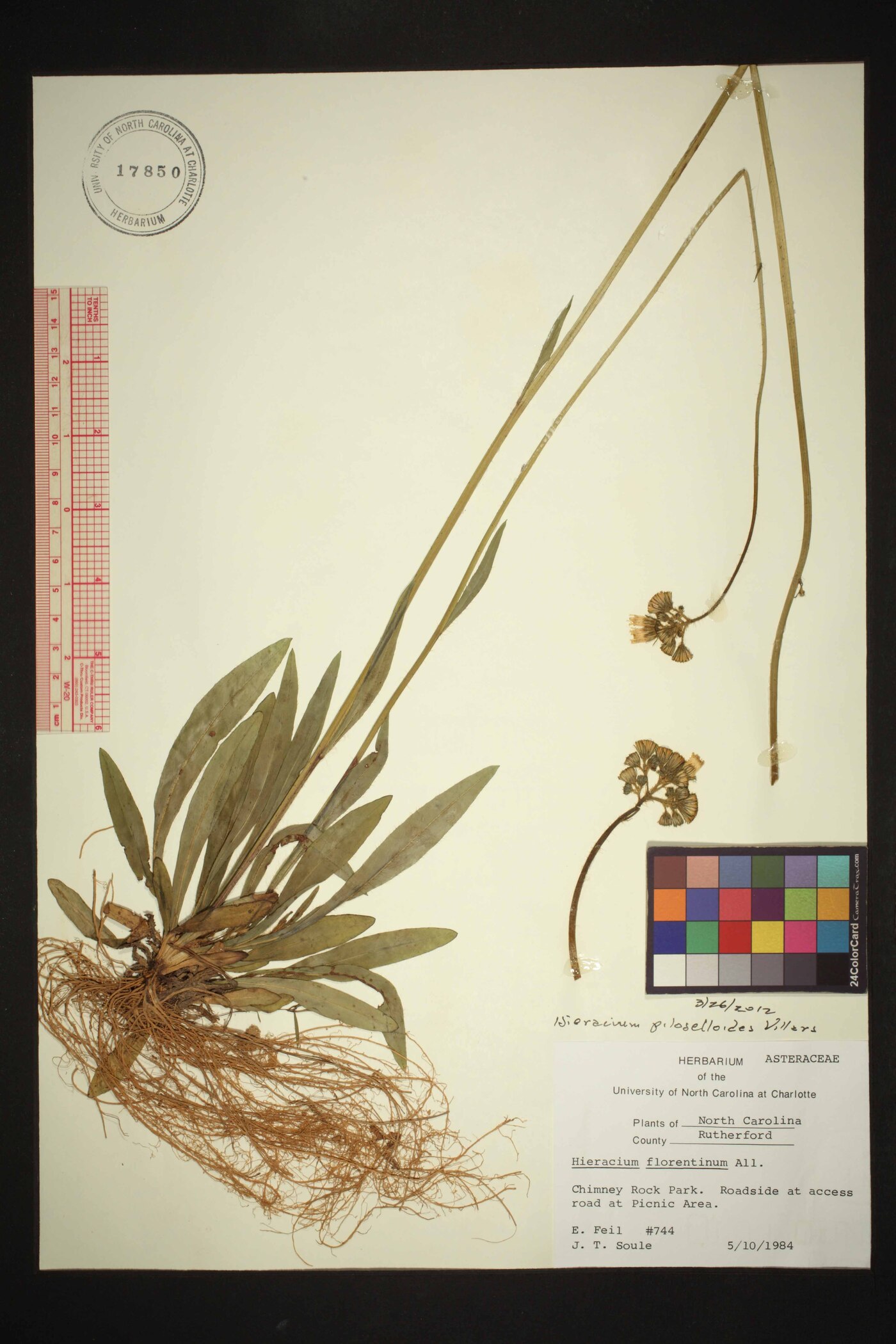 Pilosella piloselloides image
