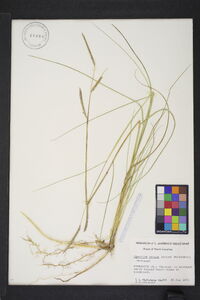 Spartina patens image