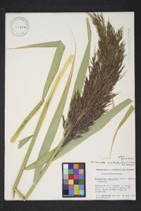 Phragmites australis image