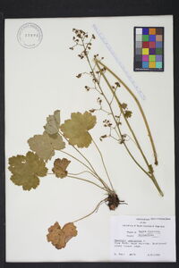 Heuchera americana image