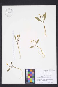 Claytonia caroliniana image