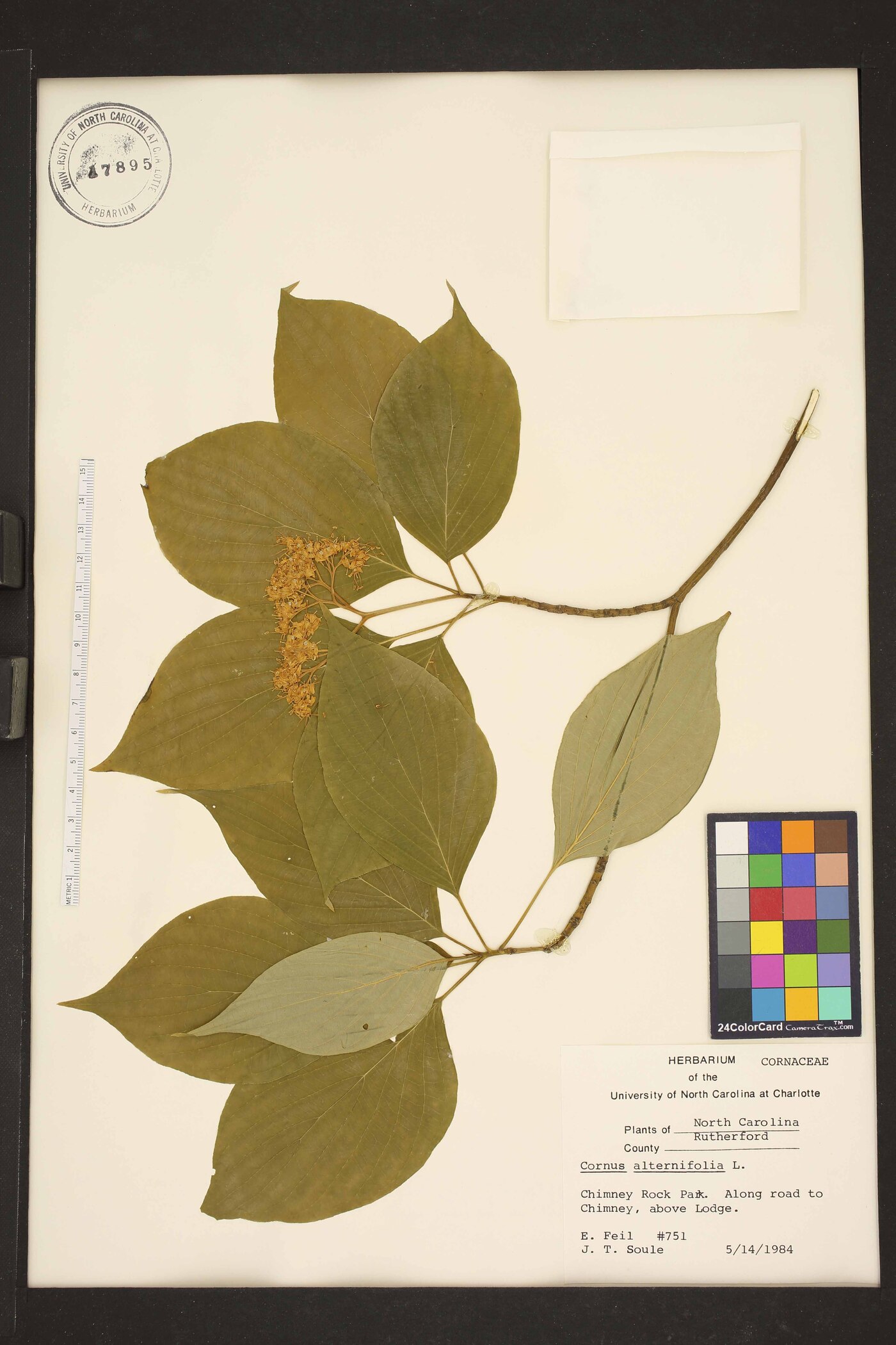 Swida alternifolia image