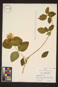 Lonicera flava image