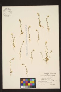 Draba brachycarpa image