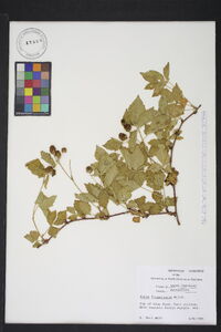 Rubus flagellaris image