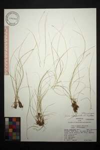 Carex leptalea var. leptalea image