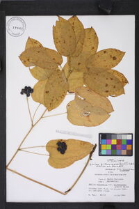 Smilax biltmoreana image