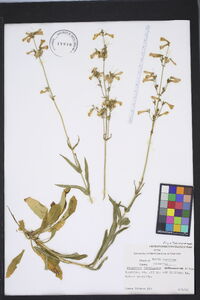 Penstemon laevigatus image