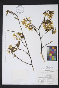 Amelanchier laevis image