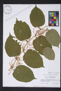 Reynoutria japonica image