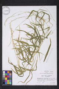 Muhlenbergia tenuiflora image