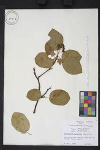 Amelanchier sanguinea image