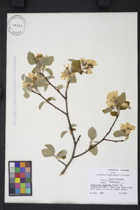 Amelanchier sanguinea image