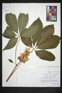 Aesculus sylvatica image