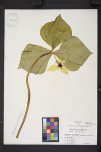 Trillium cernuum image