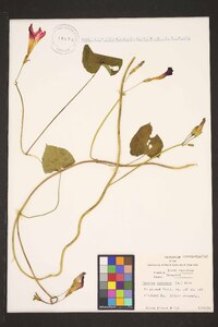 Ipomoea purpurea image