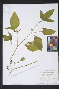 Solanum americanum image