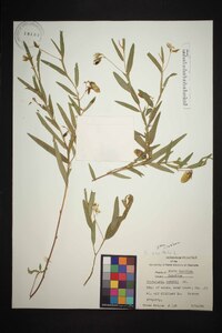 Crotalaria sagittalis image