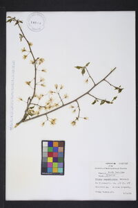 Prunus angustifolia image