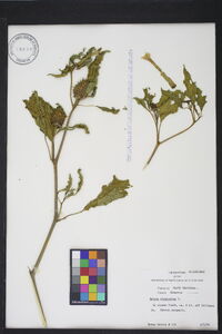 Datura stramonium image