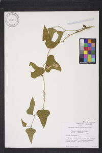 Smilax bona-nox var. bona-nox image