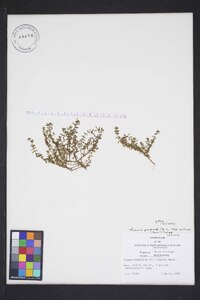 Thymus praecox subsp. arcticus image