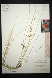 Juncus coriaceus image