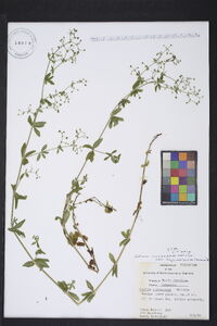 Galium circaezans image