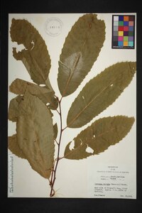 Castanea dentata image