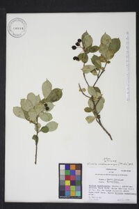 Aronia melanocarpa image