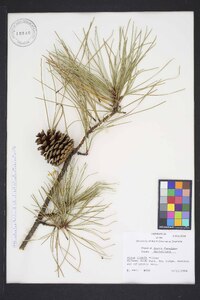 Pinus rigida image