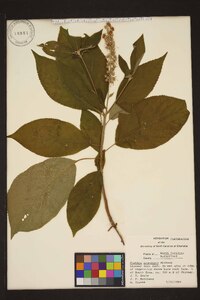 Clethra acuminata image