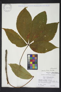 Aesculus flava image