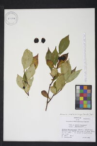 Aronia melanocarpa image