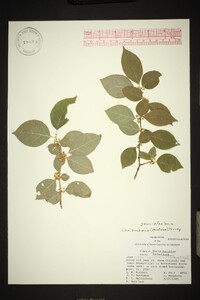 Ilex ambigua image