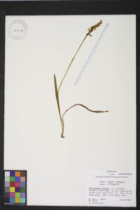 Spiranthes cernua image