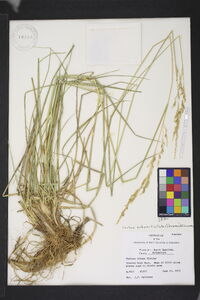 Festuca subverticillata image