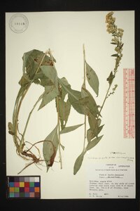 Solidago vaseyi image