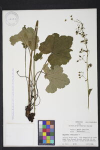 Heuchera americana image