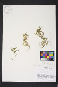 Dichanthelium dichotomum var. dichotomum image