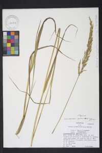 Calamagrostis porteri image