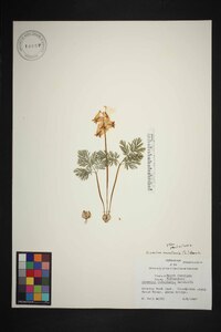 Dicentra cucullaria image