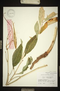 Asclepias exaltata image