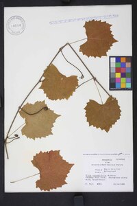 Muscadinia rotundifolia var. rotundifolia image