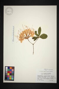 Rhododendron calendulaceum image