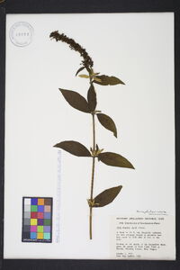 Buddleja davidii image