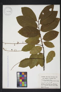 Prunus alabamensis image