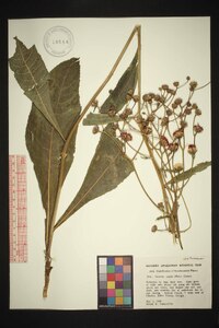 Vernonia acaulis image